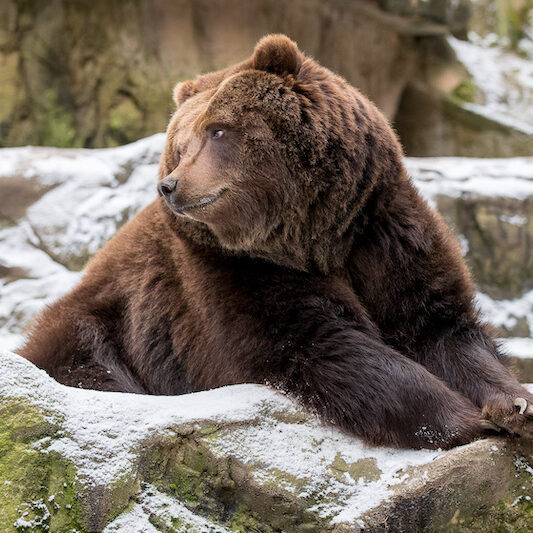 Kamtschatka-Bär im Wildpark Lüneburger Heide im Schnee