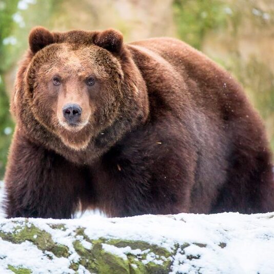 Kamtschatka-Bär im Wildpark Lüneburger Heide im Winter