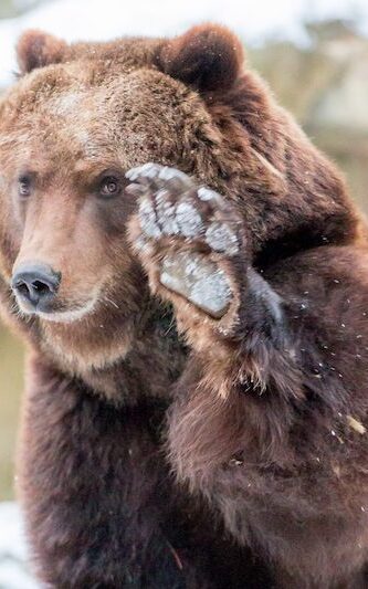 Die Tatze hebender Kamtschatka-Bär im Wildpark Lüneburger Heide