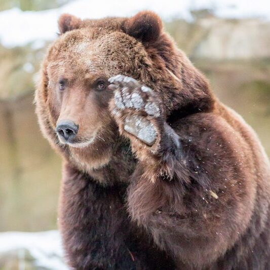 Die Tatze hebender Kamtschatka-Bär im Wildpark Lüneburger Heide