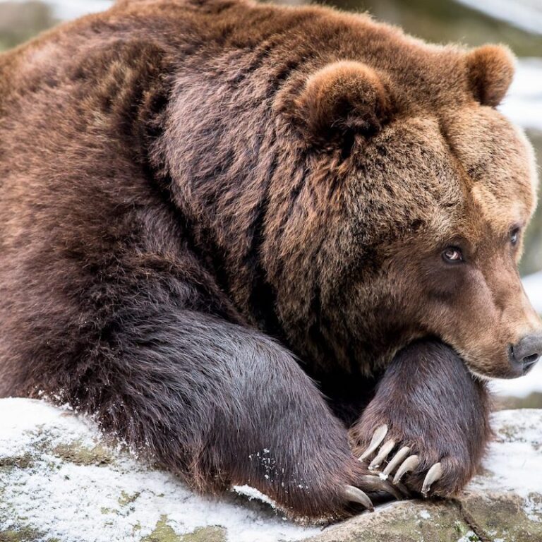 Kamtschatka-Bär im Wildpark Lüneburger Heide