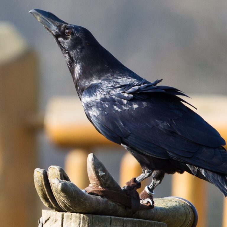 Auf Handschuh sitzender Kolkrabe im Wildpark Lüneburger Heide
