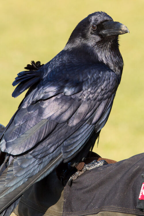 Kolkrabe im Wildpark Lüneburger Heide