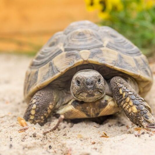 Maurische Landschildkröte im Wildpark Lüneburger Heide in Frontalansicht