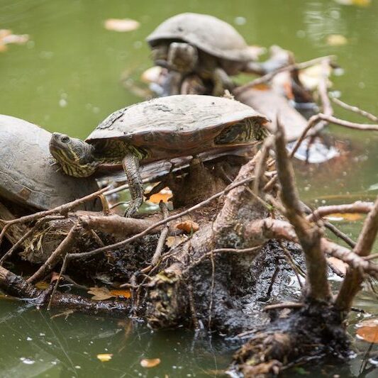 Maurische Landschildkröten im Teich im Wildpark Lüneburger Heide