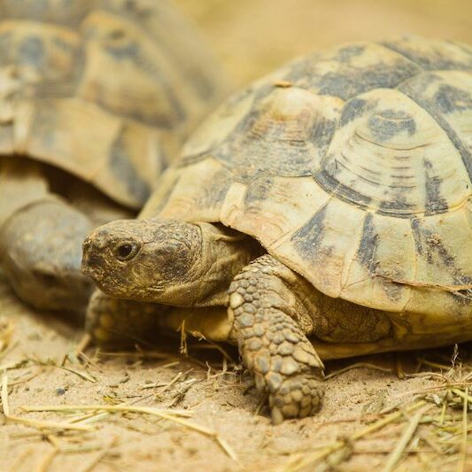 Maurische Landschildkröten in ihrer Unterkunft im Wildpark Lüneburger Heide