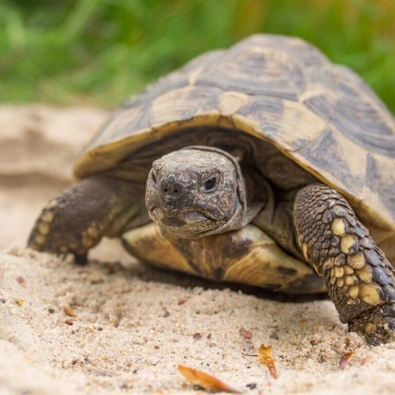 Maurische Landschildkröte im Wildpark Lüneburger Heide - Vorderansicht