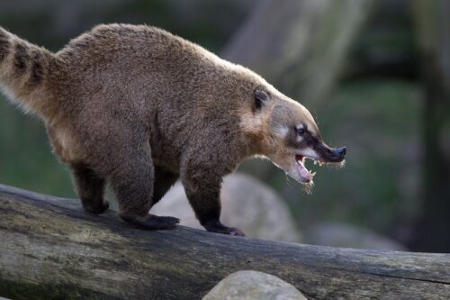 Aggressionsverhalten beim Nasenbären im Wildpark Lüneburger Heide