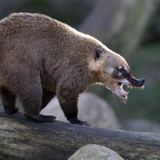 Aggressionsverhalten beim Nasenbären im Wildpark Lüneburger Heide