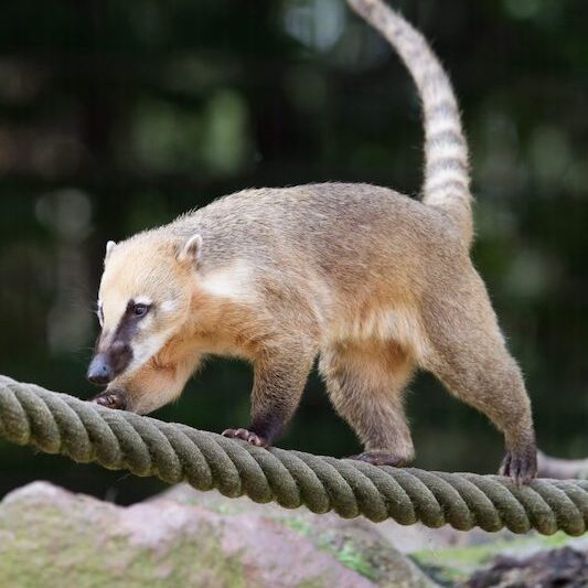 Balancierender Nasenbär im Wildpark Lüneburger Heide
