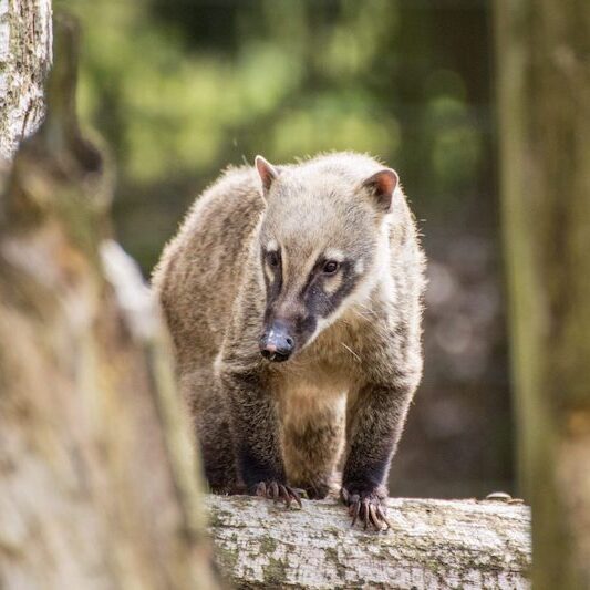 Nasenbär im Wildpark Lüneburger Heide