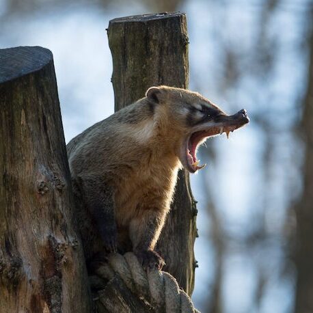 Nasenbär auf einem Ast im Wildpark Lüneburger Heide