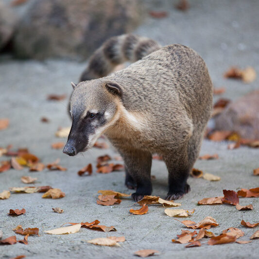 Nasenbär im Wildpark Lüneburger Heide im Herbst