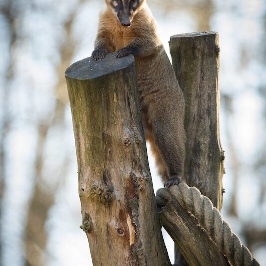 Kletternder Nasenbär im Wildpark Lüneburger Heide