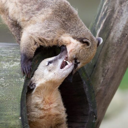 Zwei miteinander spielende Nasenbären im Wildpark Lüneburger Heide
