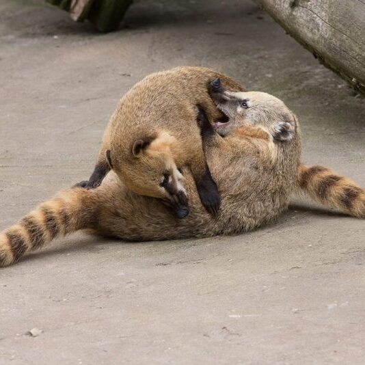 Spielende Nasenbären im Wildpark Lüneburger Heide