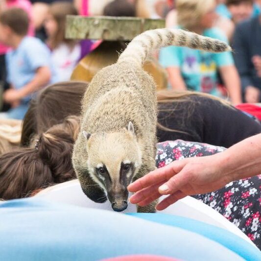 Aufführung für Kinder: Nasenbär im Wildpark Lüneburger Heide