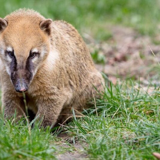 Nasenbärjunges im Wildpark Lüneburger Heide