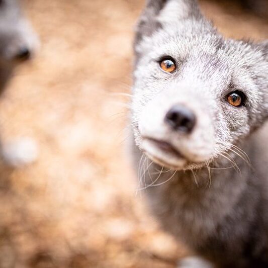 Nahaufnahme des Kopfes eines Polarfuchses im Wildpark Lüneburger Heide