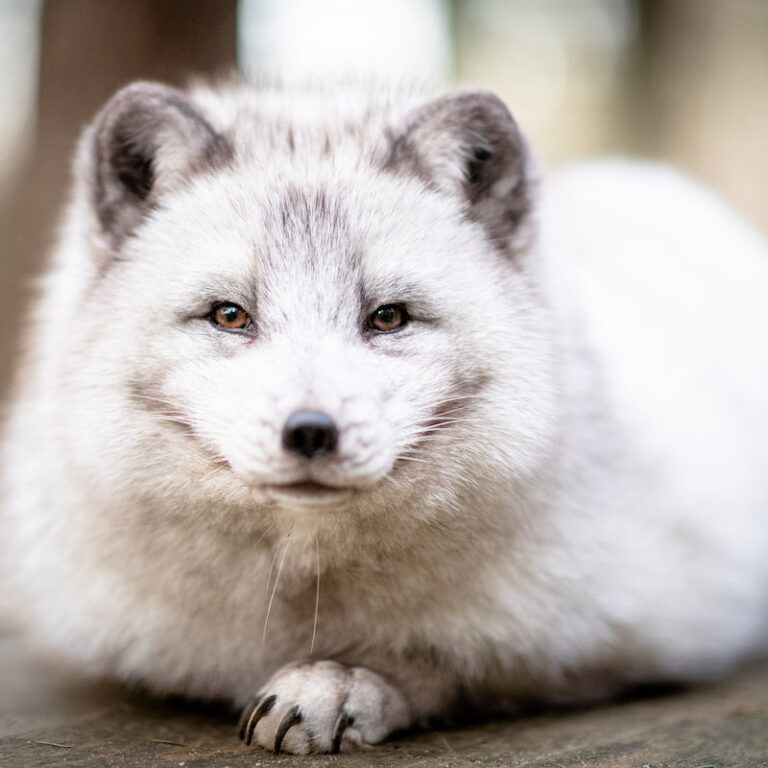 Polarfuchs im Wildpark Lüneburger Heide