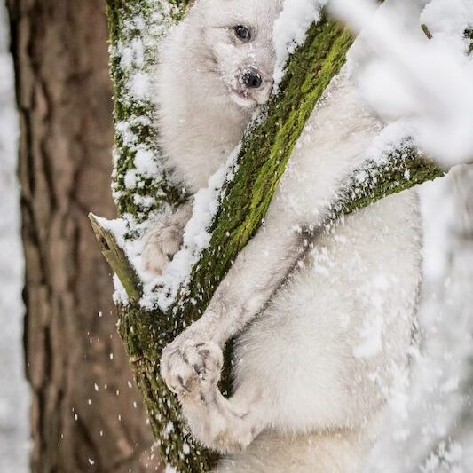 Auf einem Baum gekletterter Polarfuchs im Wildpark Lüneburger Heide im Winter