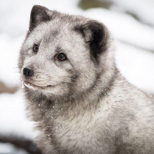 Nahaufnahme eines Polarfuchses im Wildpark Lüneburger Heide bei Schnee
