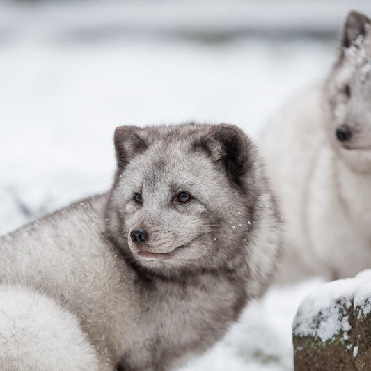 Zwei Polarfüchse im Wildpark Lüneburger Heide