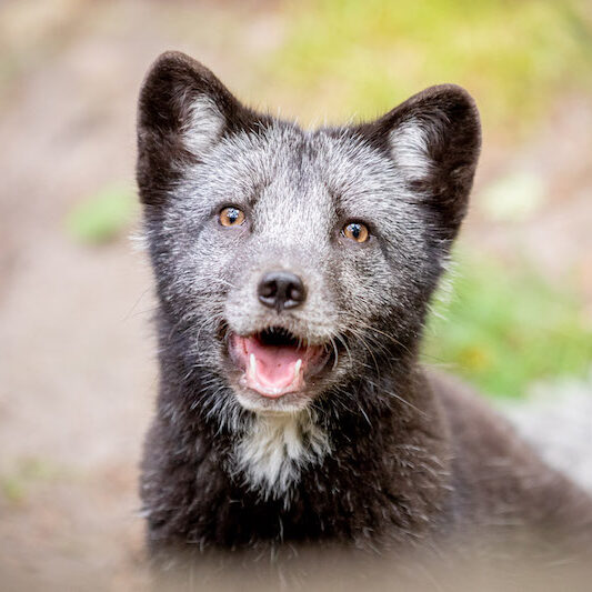 Dunkler Polarfuchs im Wildpark Lüneburger Heide