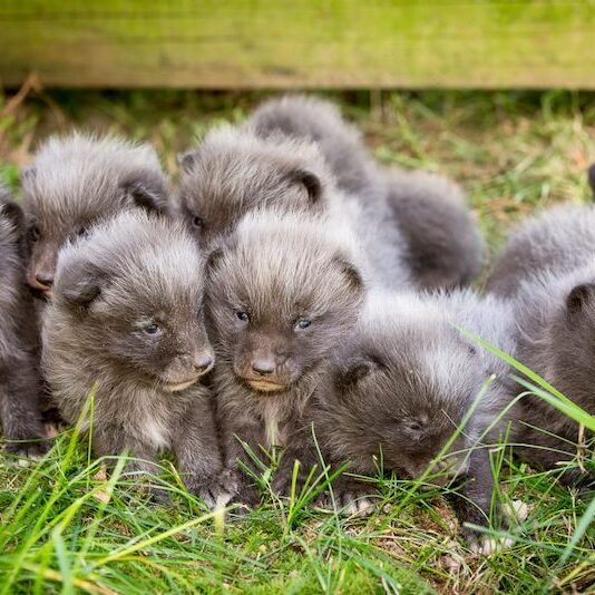 Wurf Polarfuchswelpen im Wildpark Lüneburger Heide