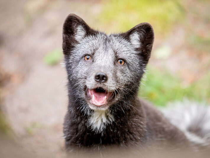 Dunkler Polarfuchs im Wildpark Lüneburger Heide