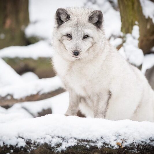 Polarfuchs im Wildpark Lüneburger Heide bei Schnee