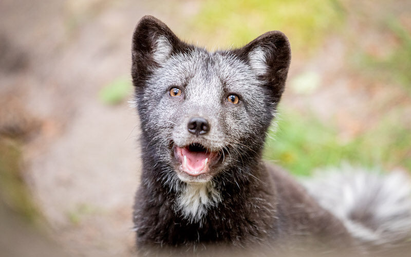 Dunkler Polarfuchs im Wildpark Lüneburger Heide