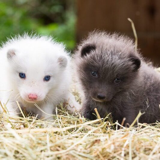 Polarfuchswelpen im Wildpark Lüneburger Heide