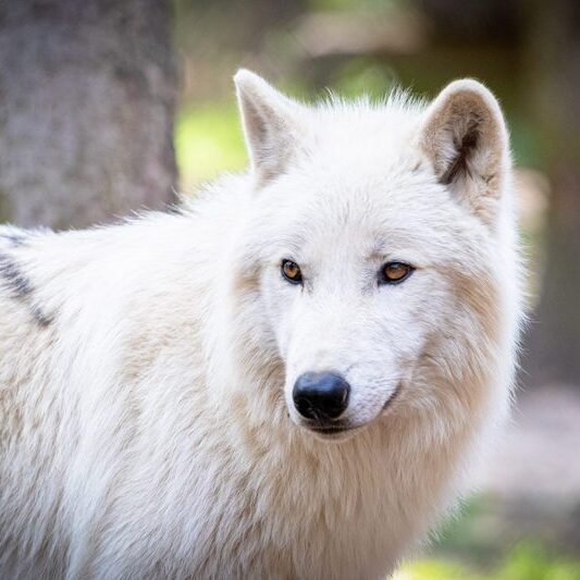Polarwolf im Wildpark Lüneburger Heide
