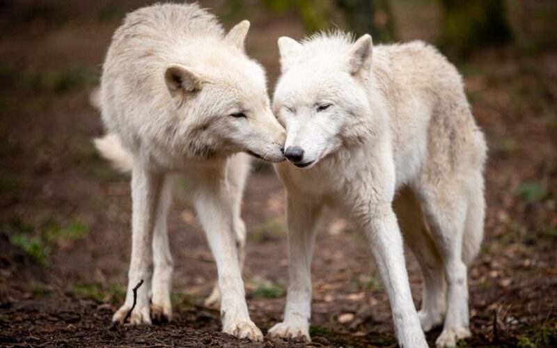 Polarwölfe im Wildpark Lüneburger Heide