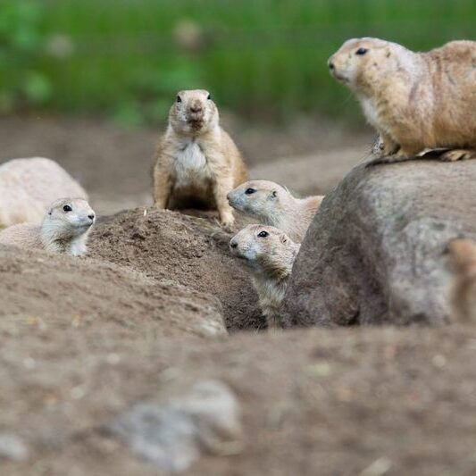 Präriehunde in ihrem Gehege im Wildpark Lüneburger Heide