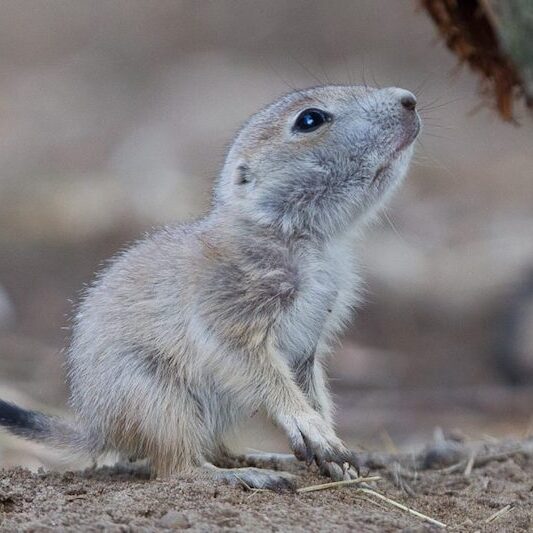 Aufschauender Präriehund im Wildpark Lüneburger Heide