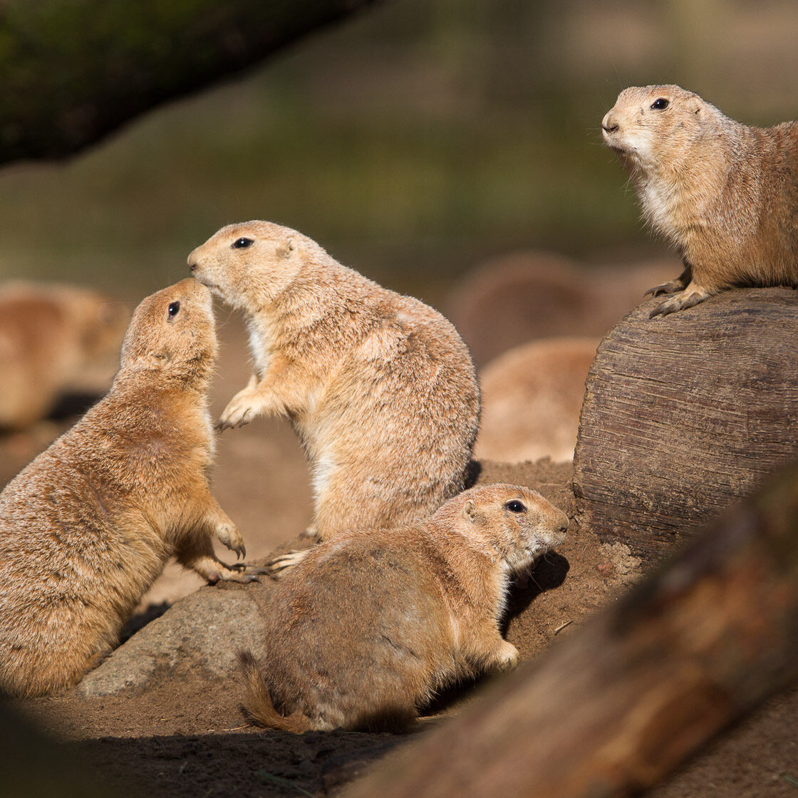 Präriehunde im Wildpark Lüneburger Heide