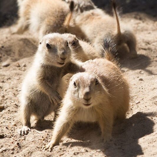 Spielende Präriehunde im Wildpark Lüneburger Heide