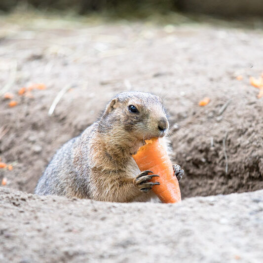 Präriehund mit Karotte im Wildpark Lüneburger Heide