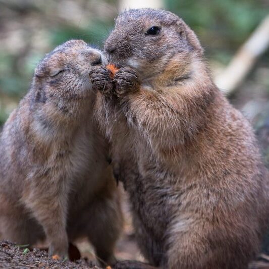 Zwei fressende Präriehunde im Wildpark Lüneburger Heide