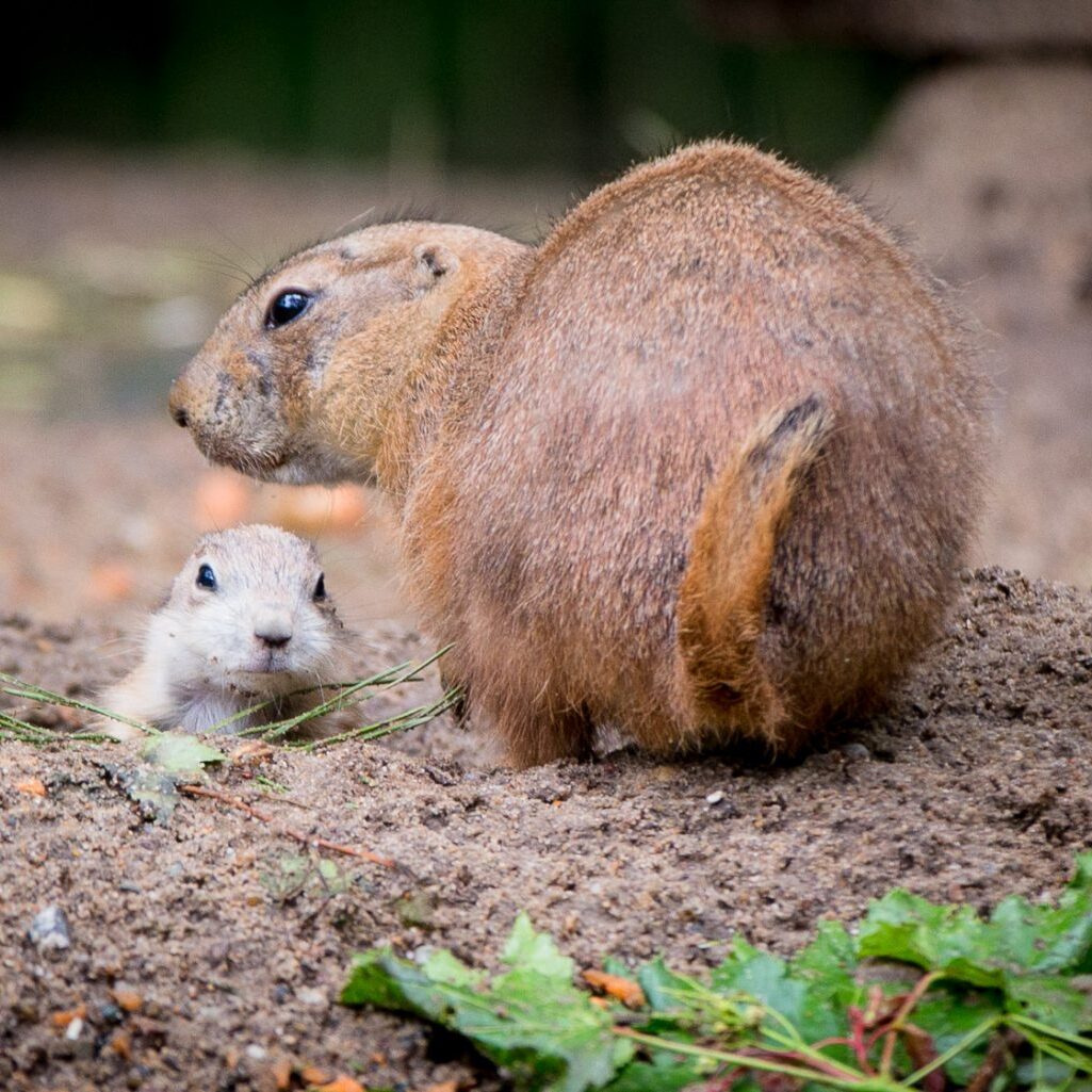 Weißer und brauner Präriehund im Wildpark Lüneburger Heide