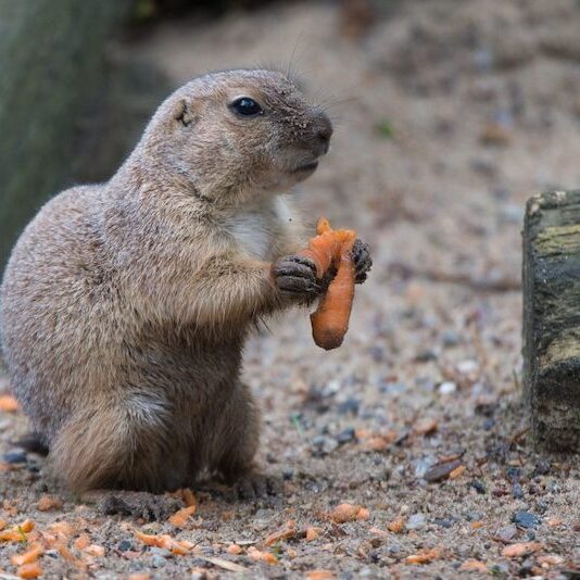 Präriehund mit Karotte im Wildpark Lüneburger Heide