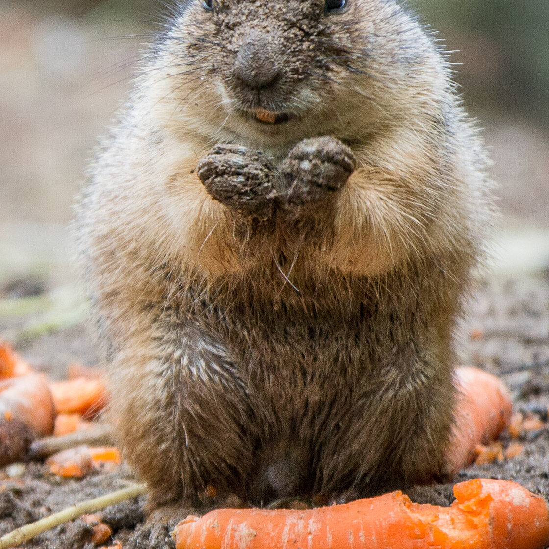 Präriehund mit Karotte im Wildpark Lüneburger Heide