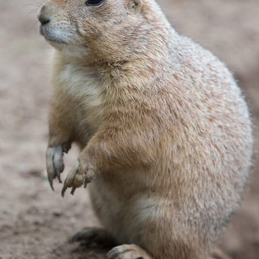 Nahaufnahme Präriehund im Wildpark Lüneburger Heide