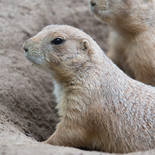 Zwei Präriehunde in ihrem Bau im Wildpark Lüneburger Heide