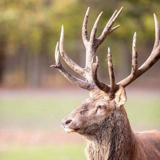 Prächtiger Rothirsch mit Geweih im Wildpark Lüneburger Heide