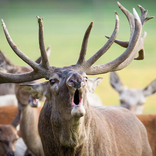 Nahaufnahme eines röhrenden Rothirsches im Wildpark Lüneburger Heide