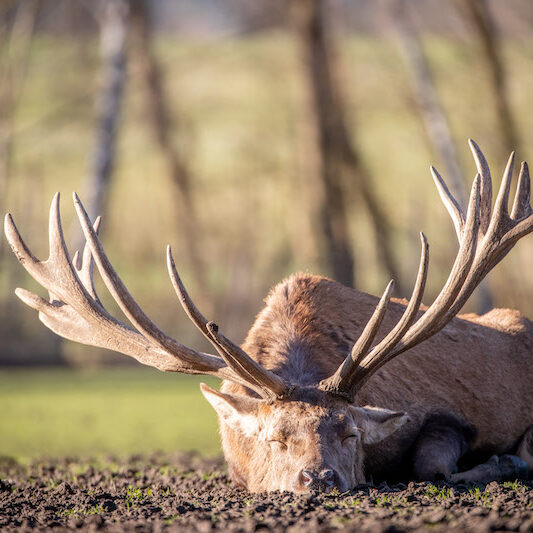 Schlafender Rothirsch im Wildpark Lüneburger Heide