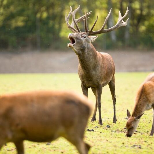 Röhrender Rothirsch im Wildpark Lüneburger Heide